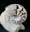 Polished Ammonite Fossil With Stone Base - Tall #20181-2